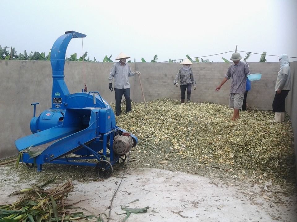 Trại bò của Cô gái Hà Lan - Duy Tiên, Hà Nam